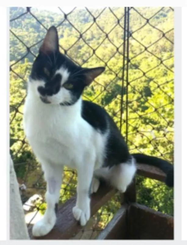 Gato ra a srd frajolinha  idade 1 ano nome CELINNA