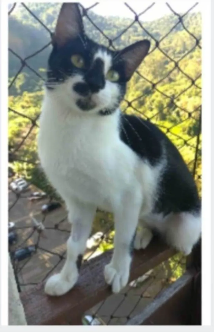 Gato ra a srd frajolinha  idade 1 ano nome CELINNA