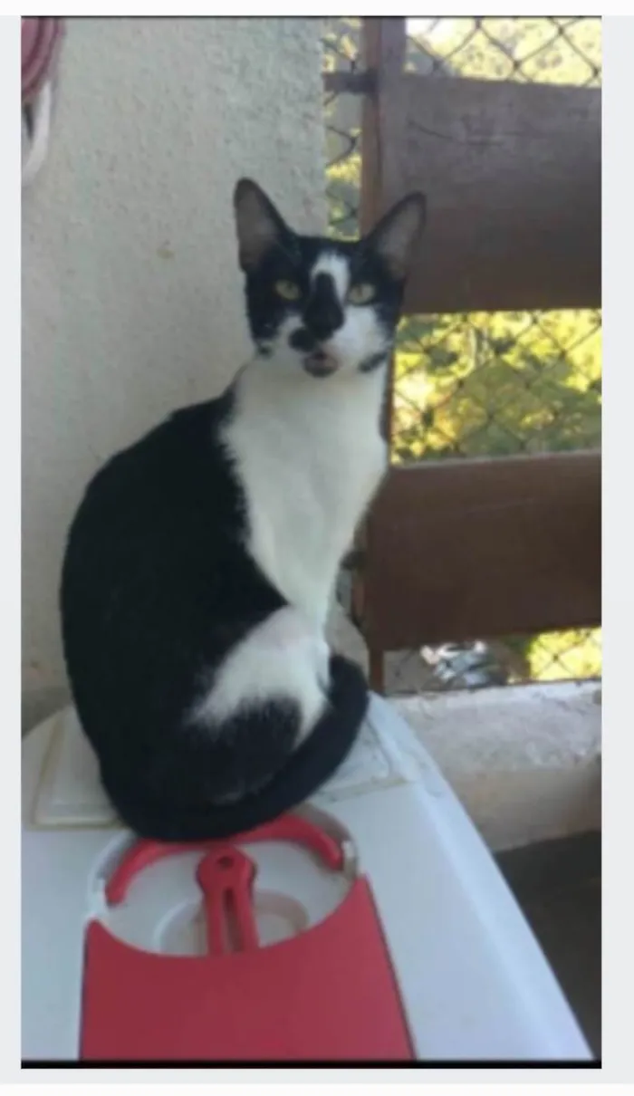 Gato ra a srd frajolinha  idade 1 ano nome CELINNA