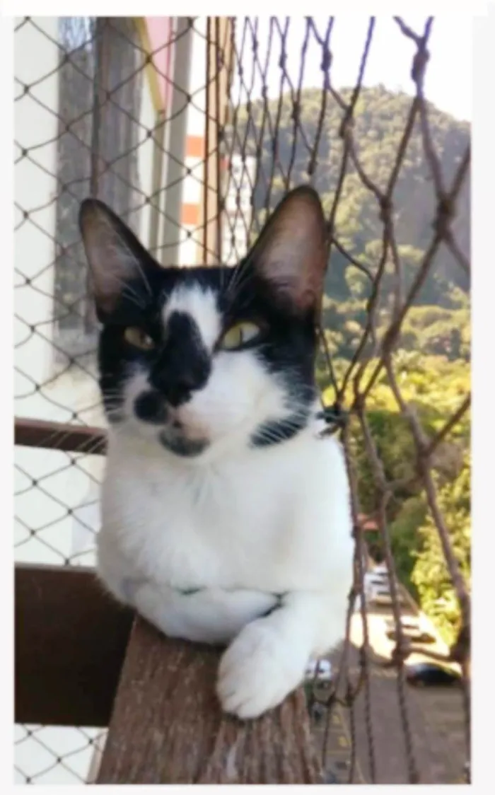 Gato ra a srd frajolinha  idade 1 ano nome CELINNA