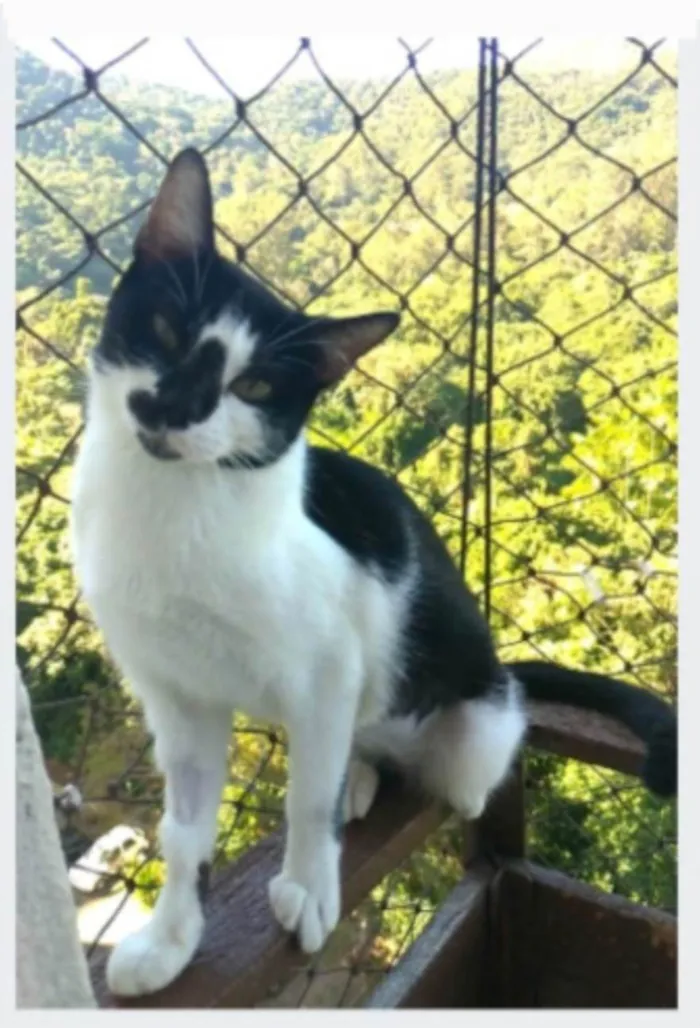 Gato ra a srd frajolinha  idade 1 ano nome CELINNA