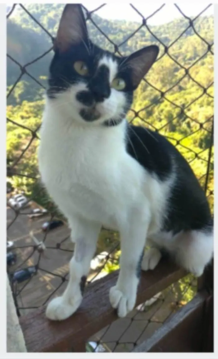 Gato ra a srd frajolinha  idade 1 ano nome CELINNA