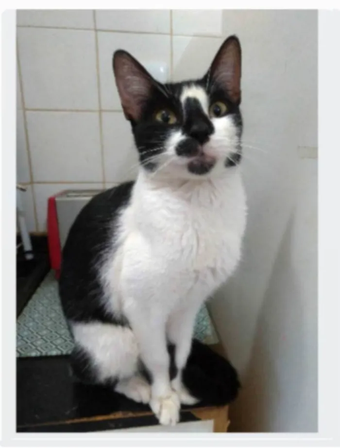 Gato ra a srd frajolinha  idade 1 ano nome CELINNA