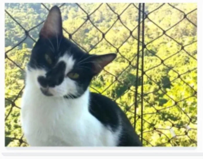 Gato ra a srd frajolinha  idade 1 ano nome CELINNA