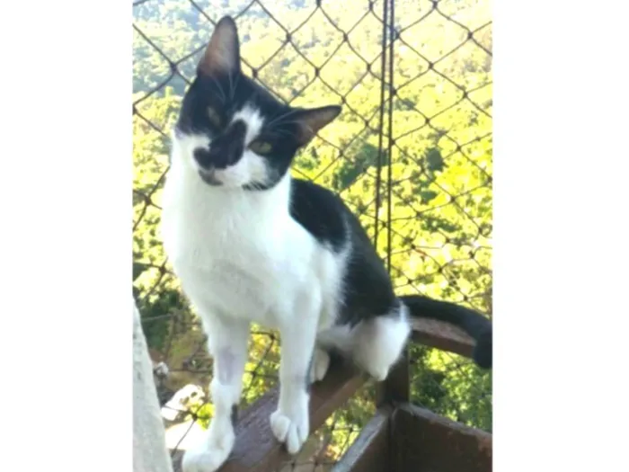 Gato ra a srd frajolinha  idade 1 ano nome CELINNA