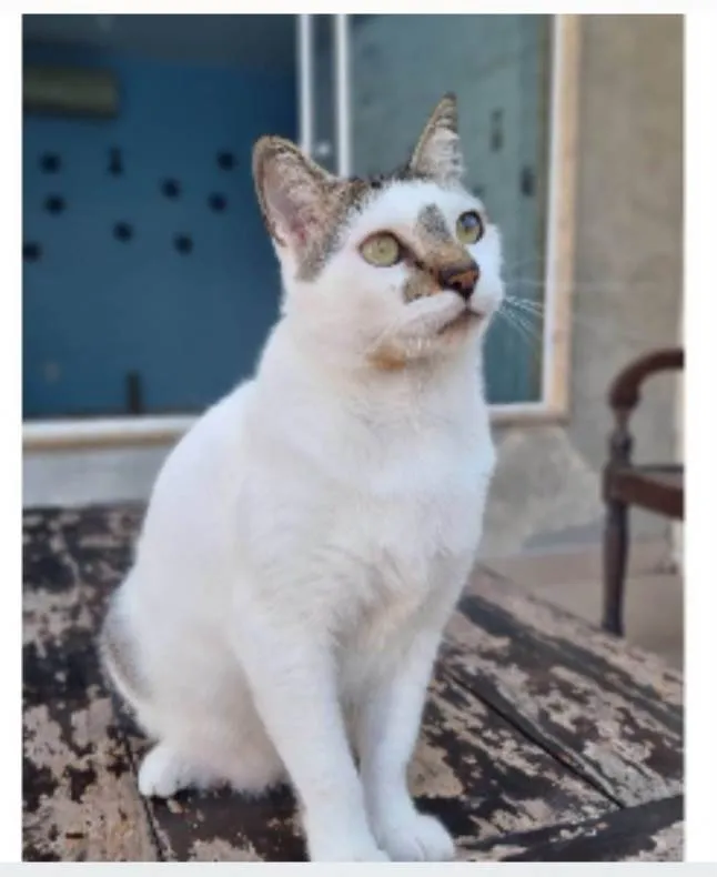 Gato ra a srd idade 2 anos nome ADAM