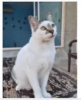 ADAM