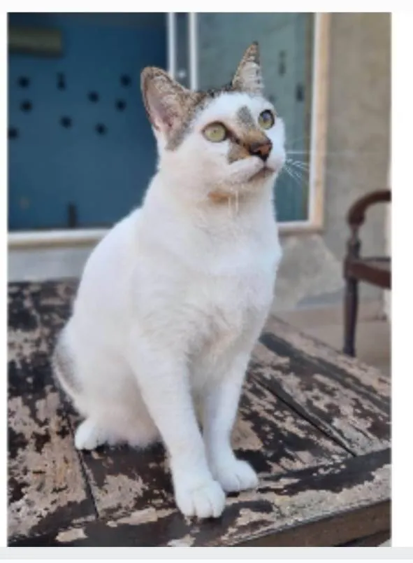 Gato ra a srd idade 2 anos nome ADAM