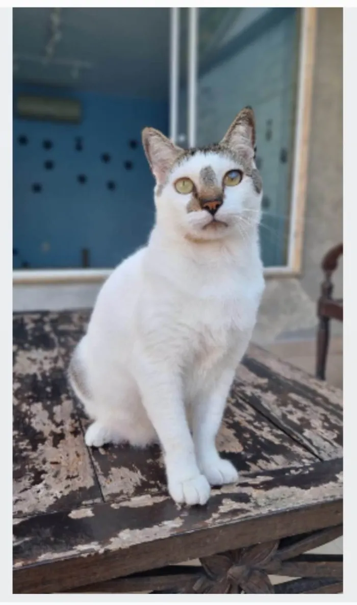 Gato ra a srd idade 2 anos nome ADAM