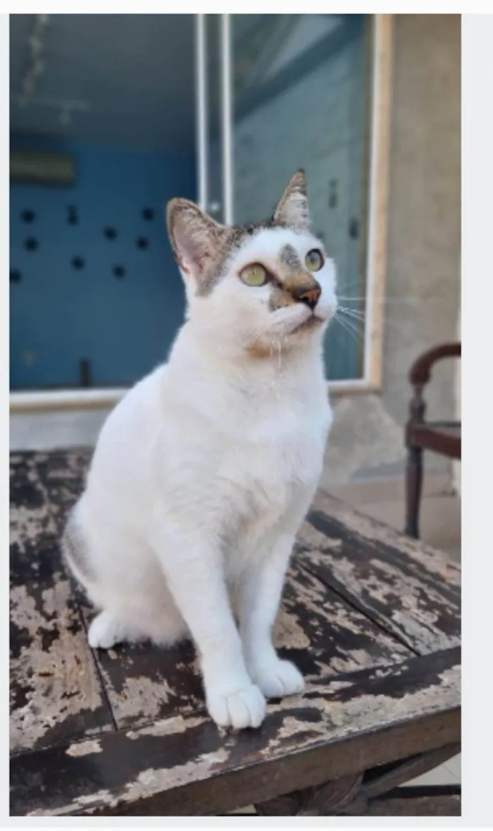 Gato ra a srd idade 2 anos nome ADAM