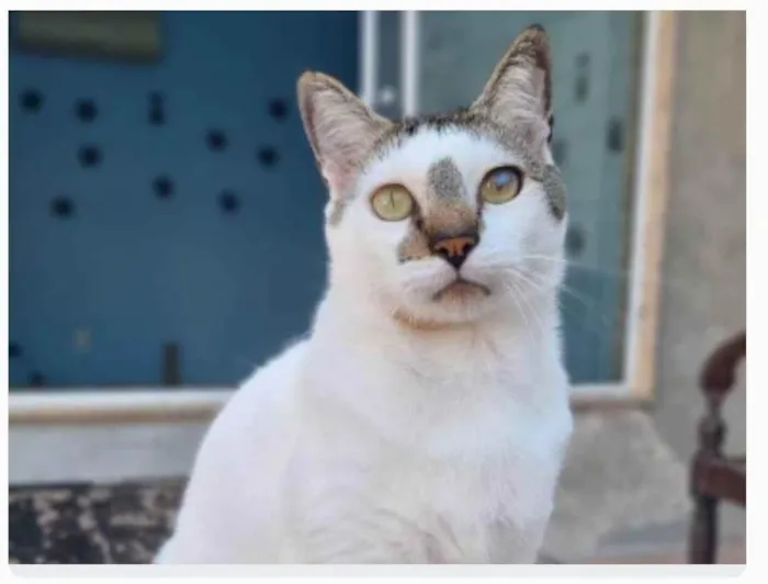 Gato ra a srd idade 2 anos nome ADAM