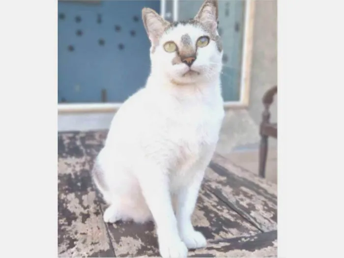 Gato ra a srd idade 2 anos nome ADAM