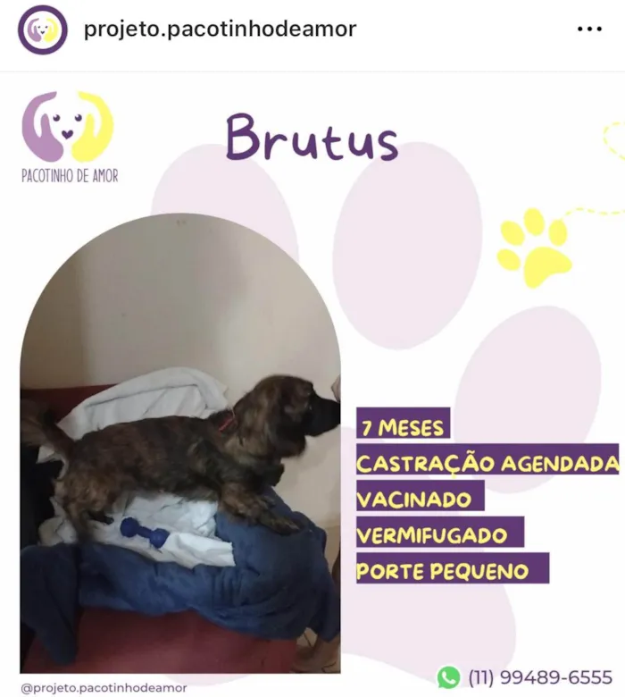 Cachorro ra a SRD-ViraLata idade 7 a 11 meses nome Brutus