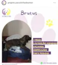 Brutus