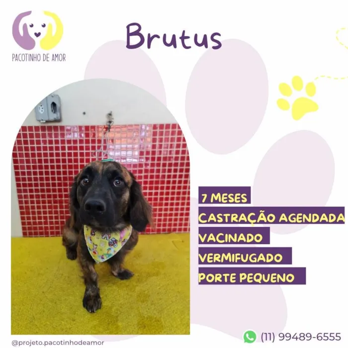 Cachorro ra a SRD-ViraLata idade 7 a 11 meses nome Brutus
