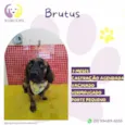 Brutus