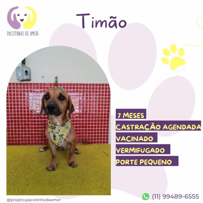 Cachorro ra a SRD-ViraLata idade 7 a 11 meses nome Timão 