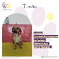 Timão