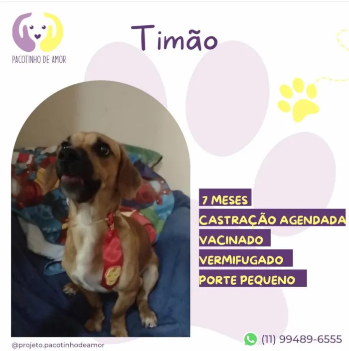 Cachorro ra a SRD-ViraLata idade 7 a 11 meses nome Timão 