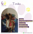 Timão