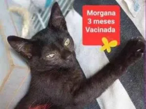 Gato raça SRD-ViraLata idade 2 a 6 meses nome Morgana