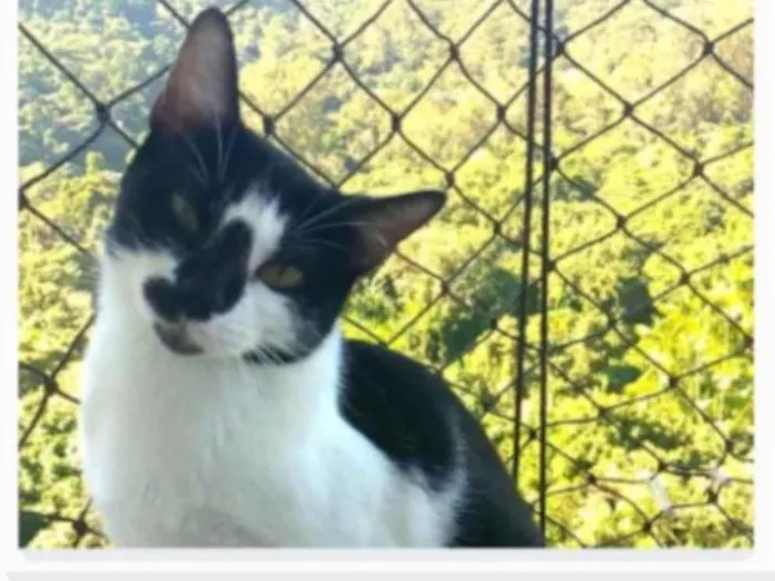 Gato ra a srd frajolinha  idade 1 ano nome CELINNA