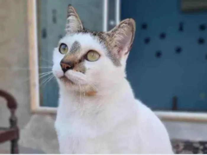 Gato ra a srd idade 2 anos nome ADAM