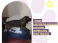 Brutus