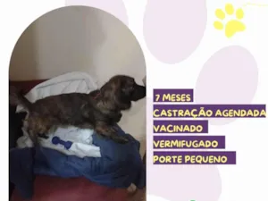Cachorro raça SRD-ViraLata idade 7 a 11 meses nome Brutus