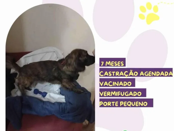 Cachorro ra a SRD-ViraLata idade 7 a 11 meses nome Brutus