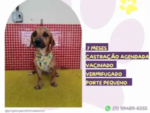 Cachorro raça SRD-ViraLata idade 7 a 11 meses nome Timão 