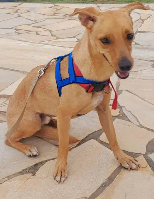 Cachorro ra a Srd idade 7 a 11 meses nome BILLY