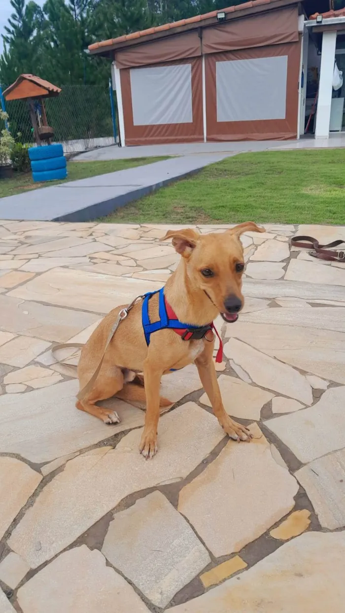 Cachorro ra a Srd idade 7 a 11 meses nome BILLY