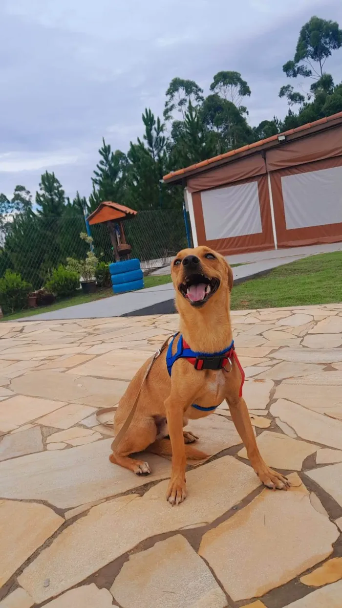 Cachorro ra a Srd idade 7 a 11 meses nome BILLY