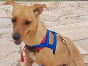 Cachorro raça Srd idade 7 a 11 meses nome BILLY