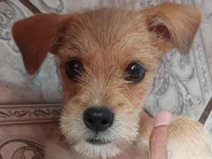 Cachorro raça Lhasa Apso não puro idade 2 a 6 meses nome Polaco