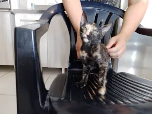 Gato raça SRD-ViraLata idade 2 a 6 meses nome sem nome