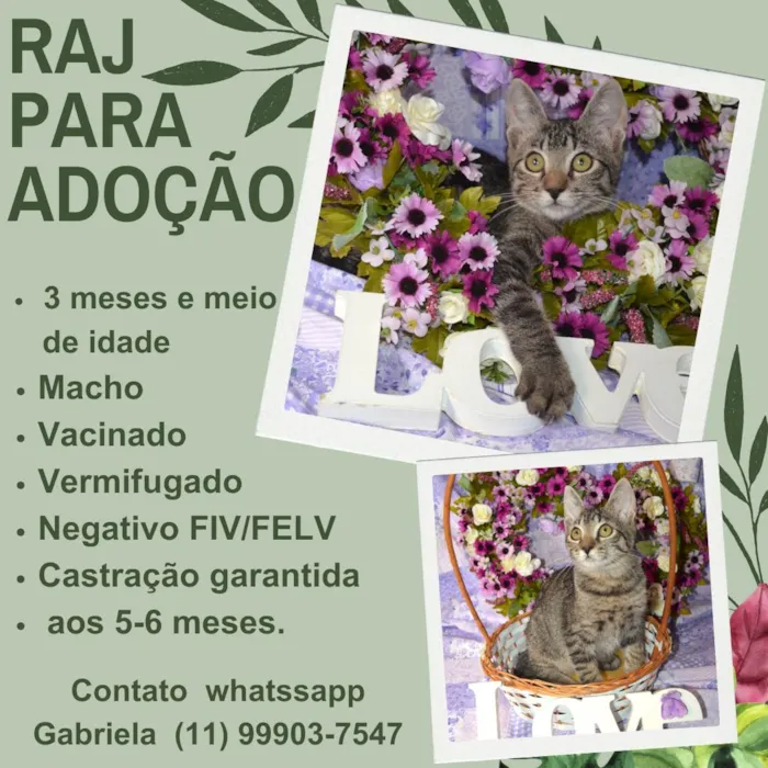 Gato ra a SRD idade 2 a 6 meses nome RAJ