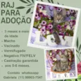RAJ