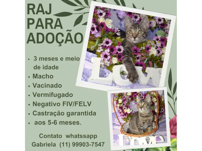 Gato ra a SRD idade 2 a 6 meses nome RAJ