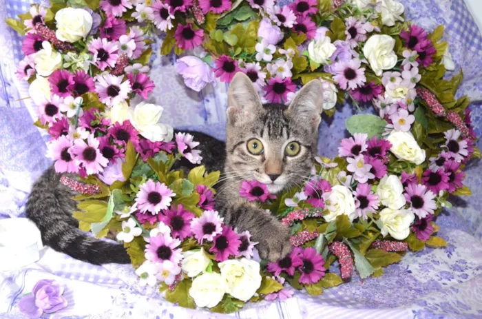 Gato ra a SRD idade 2 a 6 meses nome RAJ