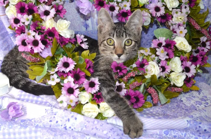 Gato ra a SRD idade 2 a 6 meses nome RAJ