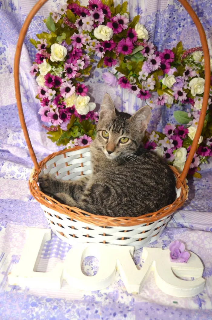 Gato ra a SRD idade 2 a 6 meses nome RAJ