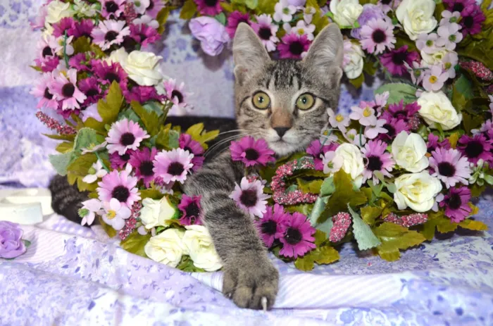 Gato ra a SRD idade 2 a 6 meses nome RAJ