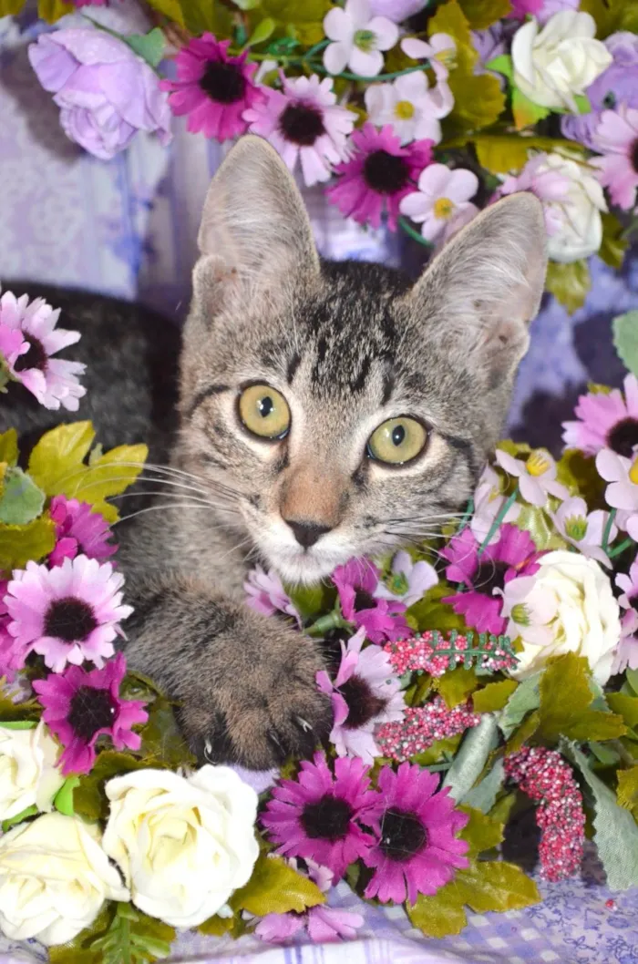 Gato ra a SRD idade 2 a 6 meses nome RAJ