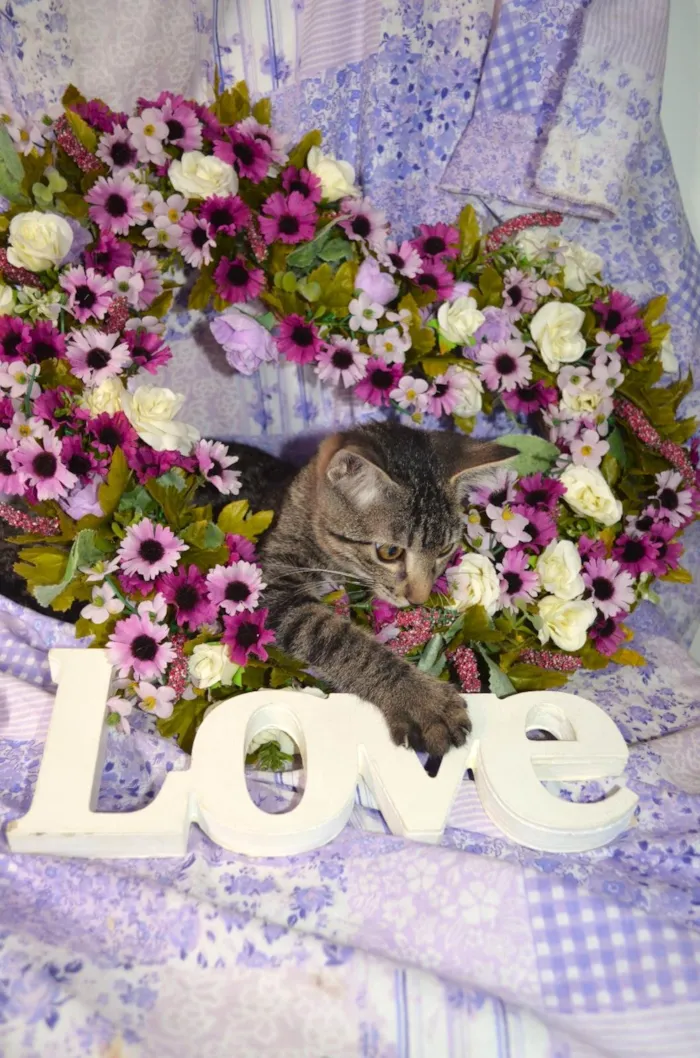Gato ra a SRD idade 2 a 6 meses nome RAJ