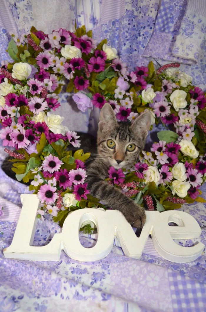 Gato ra a SRD idade 2 a 6 meses nome RAJ