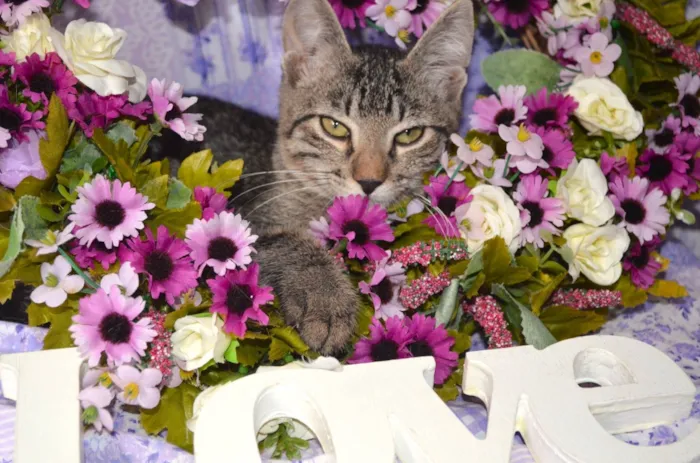 Gato ra a SRD idade 2 a 6 meses nome RAJ