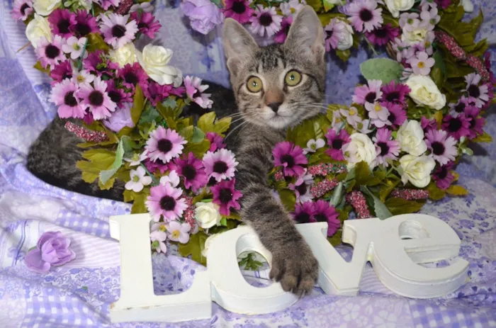 Gato ra a SRD idade 2 a 6 meses nome RAJ