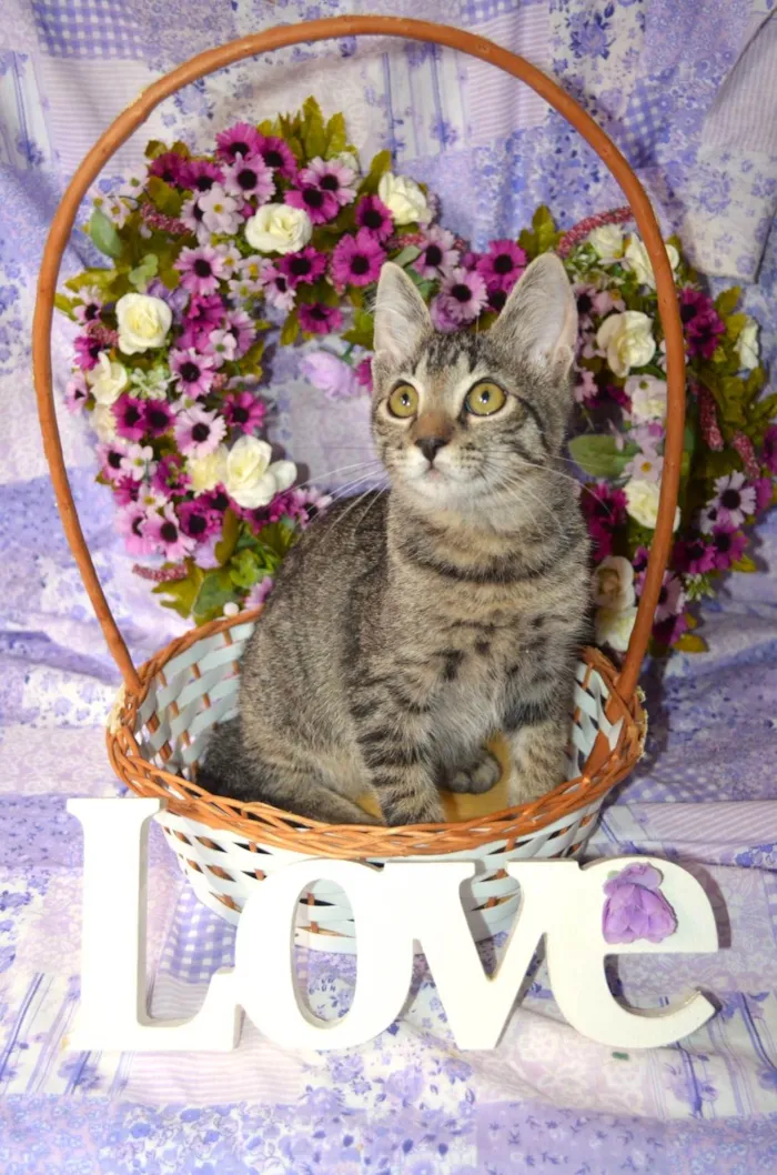Gato ra a SRD idade 2 a 6 meses nome RAJ
